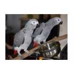 africano Cinza Papagaios