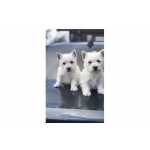 CACHORROS WESTY