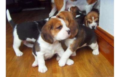 lindo cachorros Beagle