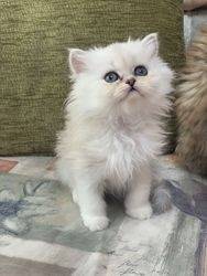 Lindos gatinhos persas