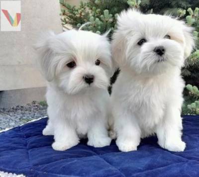 Cachorros Malteses