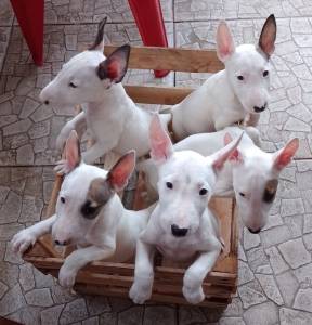 Vende-se filhotes da raa Bull terrier