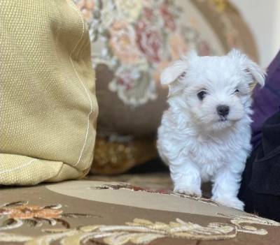 malts cachorros macho e fmea