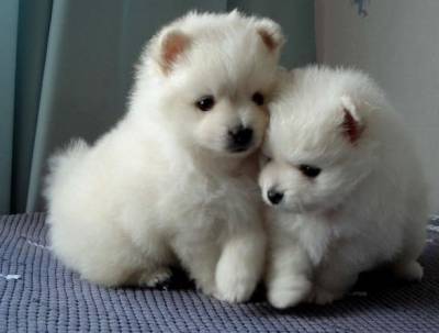 pomerano cachorros macho e fmea