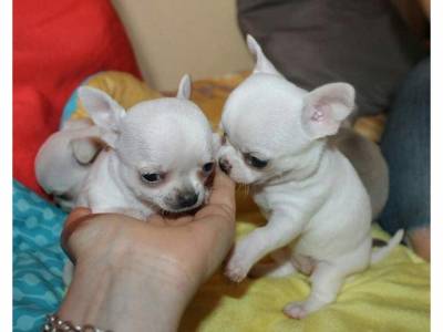 Chihuahua cachorros macho e fmea