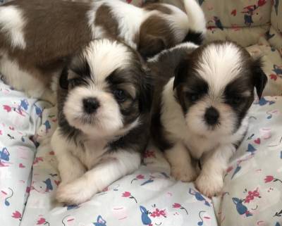 Filhotes de Shih Tzu