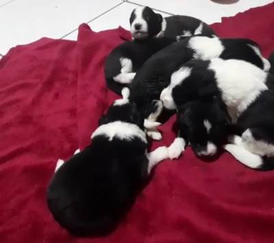 Filhotes de border collie