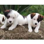 Lindos filhotes de Jack Russell Canil Fittipaldi