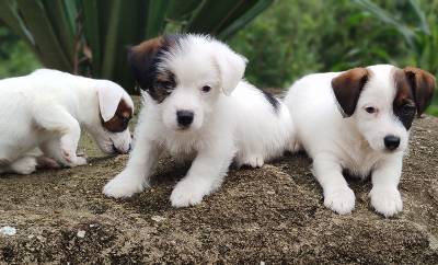 Lindos filhotes de Jack Russell Canil Fittipaldi