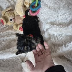 YORKSHIRE TERRIER FMEA  CRIADORA REGISTADA NA DGAV 