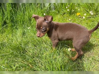 Ces de pinscher miniatura pura