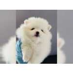 Branco miniatura cachorro spitz ano lulu da pomernia
