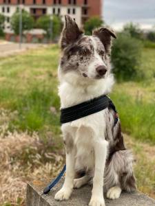 Border Collie Macho Procura Fmea Para Acasalar