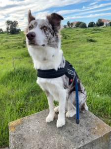 Border Collie Macho Procura Fmea Para Acasalar