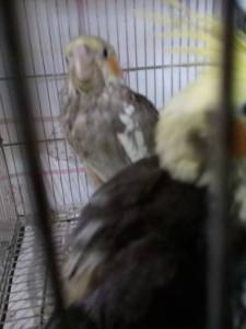 Calopsitas filhotes mansas  no sexada