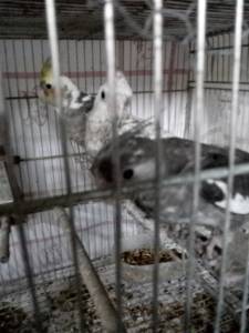 Calopsitas filhotes mansas  no sexada
