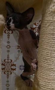Sphynx com LOP prontos para entrega