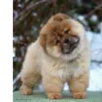 Chow Chow