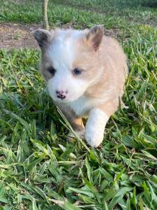 Borde collie