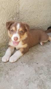 Borde collie