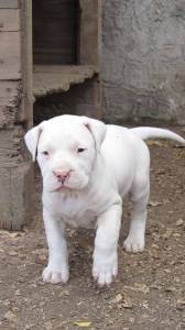 Dog argentino
