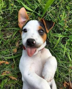 Jack russel