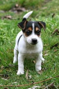 Jack russel