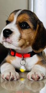 Beagle bicolor e tricolor