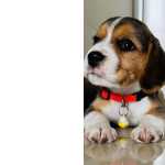 Beagle bicolor e tricolor