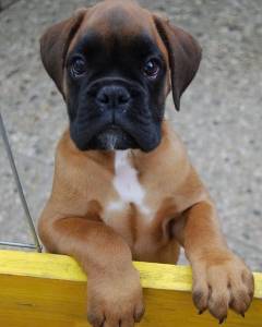 boxer
