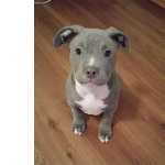 Pit Bull