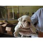 Bulldog Ingl�s Com 50 Dias De Nascido E Vermifugado