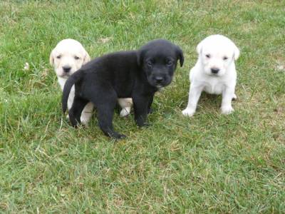 labradores retriever
