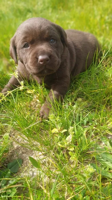 Labrador retriever chocolate