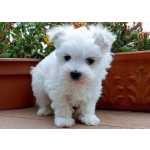 MALTS CACHORROS