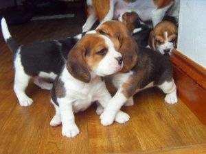 Beagle Cachorro macho e fêmea acessível