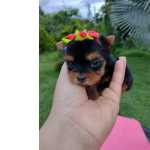 YORKSHIRE TERRIER MICRO F�MEA