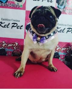 Filhotes de PUgs