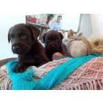 Labrador Chocolate/amarelo/preto, Machos E Fmeas Com Suportes Exclusivos!
