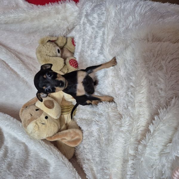 PINSCHER MINIATURA FMEA CRIADORA REGISTADA NA DGV