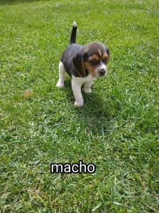 Beagle tricolor macho