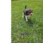 Beagle tricolor macho
