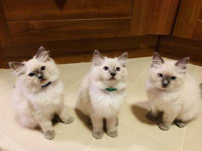 Gatinho Ragdoll
