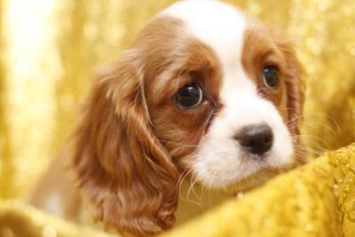 cachorros Cavalier King Charles Spaniel