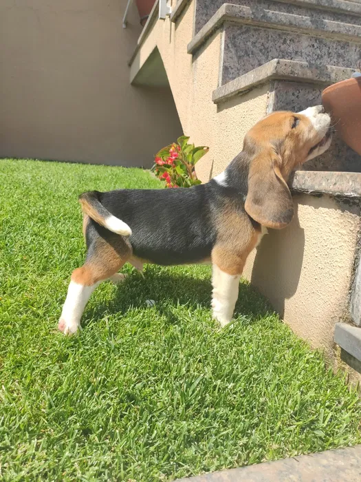 Beagles tricolores com lop e afixo