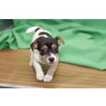 Jack Russell Terrier Descendente De Campe�es