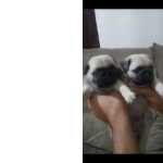 Lindos Filhotes de Pug