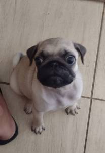 Lindos Filhotes de Pug