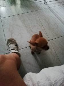 Chihuahua fêmea