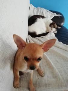 Chihuahua fêmea